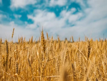 Top 10 countries that produce the most wheat